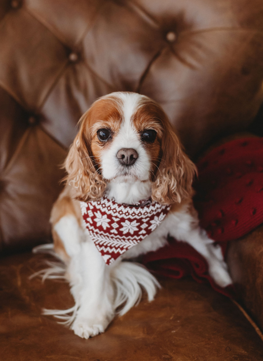 L’ovedbaby Organic Thermal Pet Bandana - Fair Isle